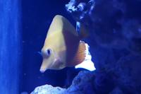 Yellow Tang Thumbnail