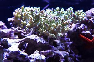 Aussie Bottlebrush Acropora Coral Thumbnail