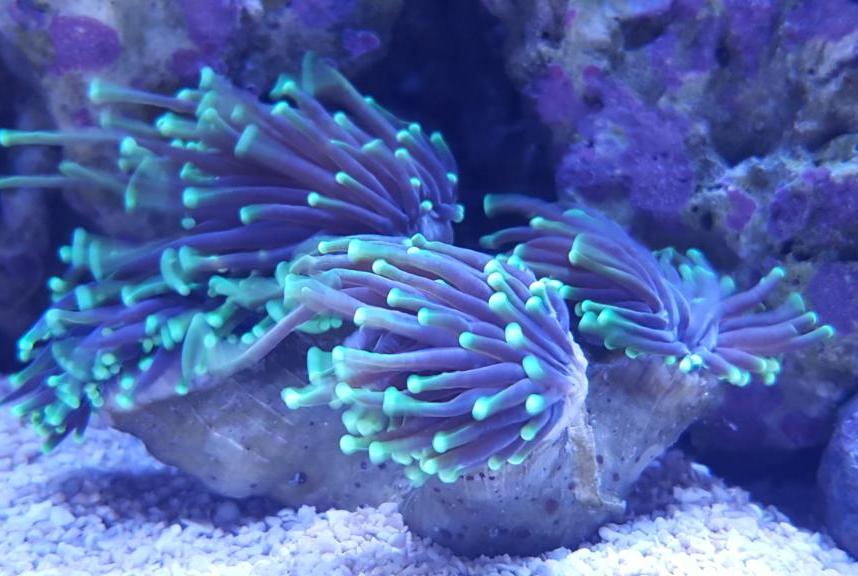 Torch Coral