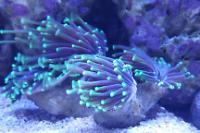 Torch Coral Thumbnail