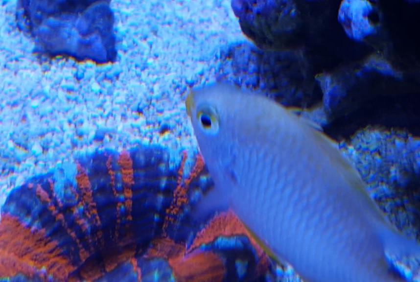 Lemon Chromis