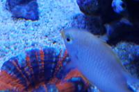 Lemon Chromis Thumbnail