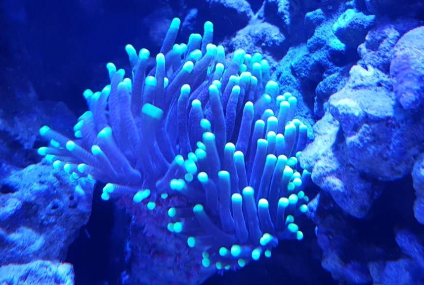 Torch Coral Indonesia