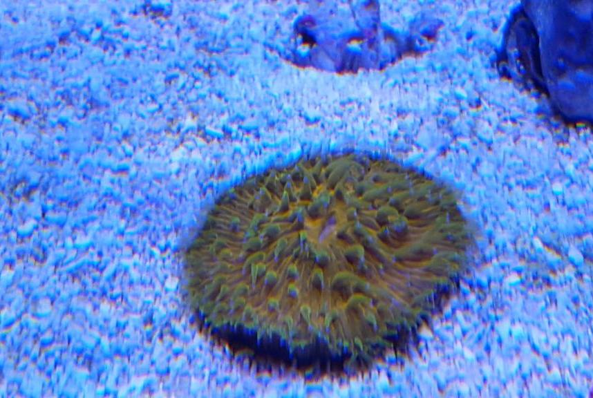 Aussie Short Tentacle Plate Coral