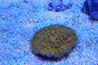 Aussie Short Tentacle Plate Coral Thumbnail