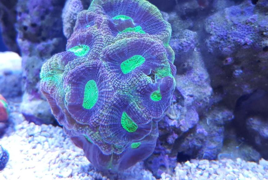 DFS Tricolor Goniastrea Brain Coral