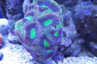 DFS Tricolor Goniastrea Brain Coral Thumbnail