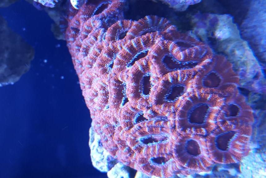 Aussie Acan Lord Coral