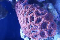 Aussie Acan Lord Coral Thumbnail