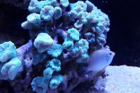 Trumpet Coral Indonesia Thumbnail