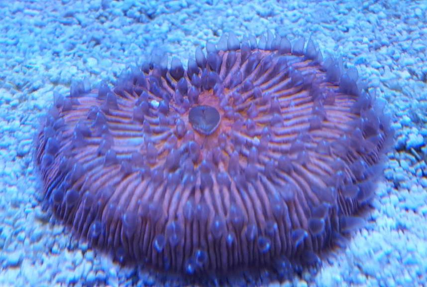 Short Tentacle Plate Coral Indonesia