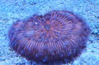 Short Tentacle Plate Coral Indonesia Thumbnail