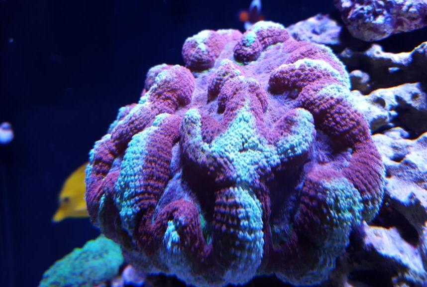 Symphyllia Brain Coral Indonesia