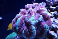 Symphyllia Brain Coral Indonesia Thumbnail