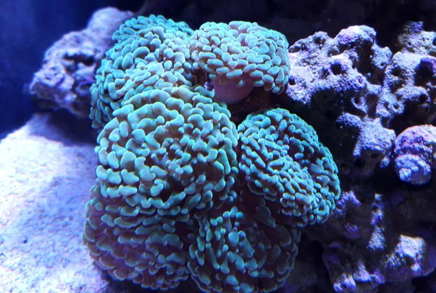 Aussie Branching Hammer Coral