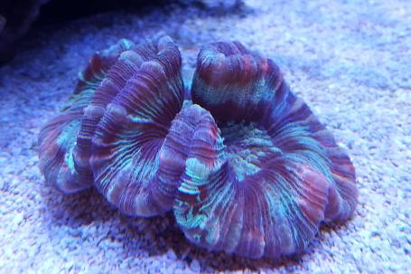 Open Brain Coral Indonesia Thumbnail