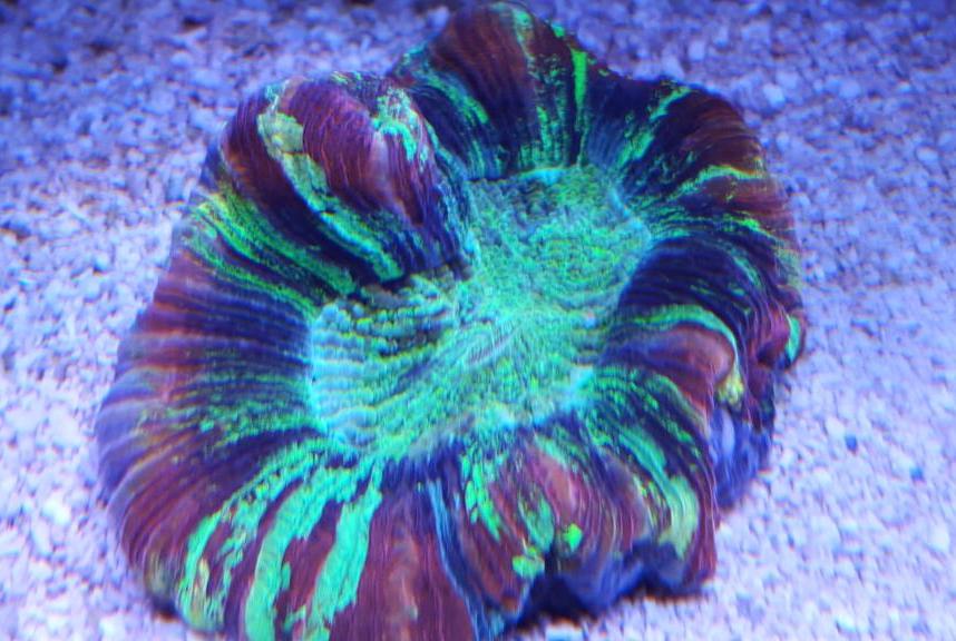 Folded Brain Coral