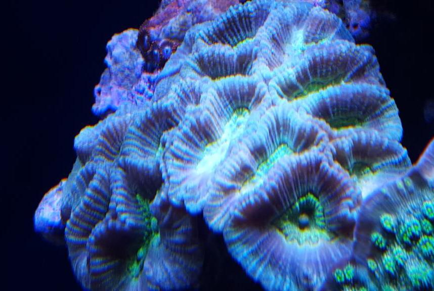 Aussie Worm Brain Coral