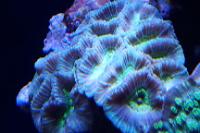 Aussie Worm Brain Coral Thumbnail