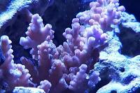 Aussie Bushy Acropora Coral