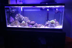 Reef tank Thumbnail