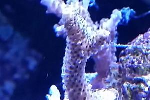 Acropora millepora gul Thumbnail