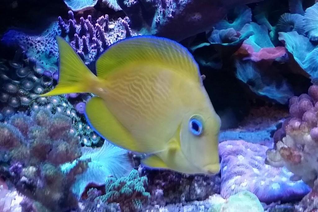 Blue Caribbean Tang / Acanthurus coeruleus 67