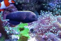 Black Leopard Wrasse Thumbnail