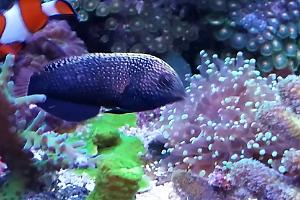 Yellowspotted Wrasse Thumbnail