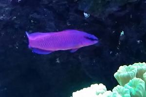 Orchid Dottyback Thumbnail