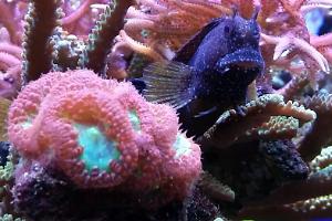 Starry Blenny Thumbnail