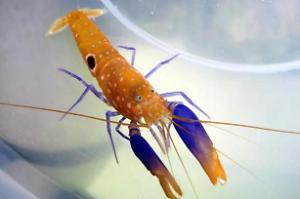 Bullseye Snapping Shrimp Thumbnail