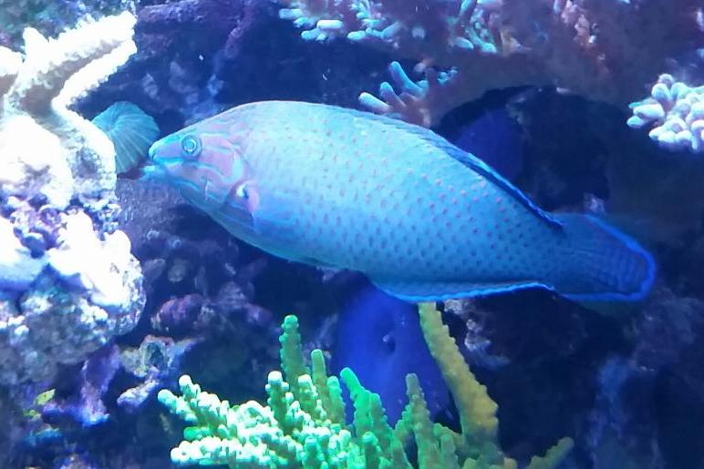 Grey Head Wrasse / Halichoeres leucurus 2