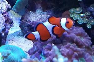 Ocellaris Clownfish Thumbnail