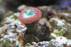 Blastomussa Coral Thumbnail