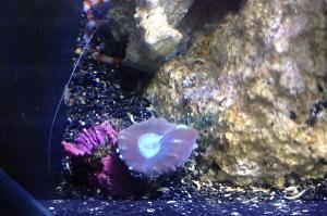 Candy Cane Coral Thumbnail