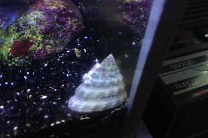 Turban Snail Thumbnail