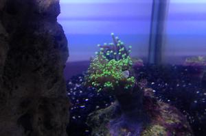 Frogspawn ultra Green Thumbnail