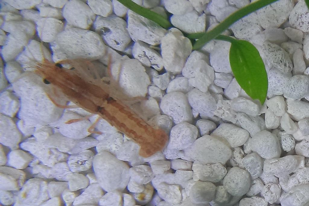 Mexican Dwarf Crayfish / Cambarellus patzcuarensis 22