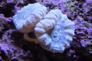 Candy Cane Coral Thumbnail