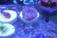 Chalice Coral Blue Thumbnail