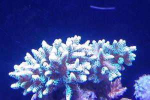 Birdsnest Coral green Thumbnail