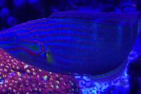 Melanurus Wrasse Thumbnail