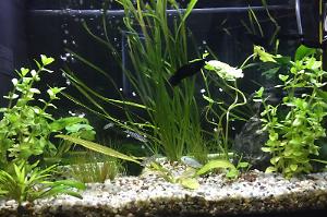 Birthday`s aquarium Thumbnail