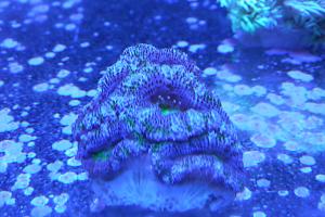 Ultra Purple Acan