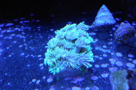 Green Goniopora Thumbnail