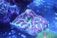 Brain Coral Favites Thumbnail