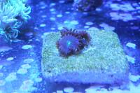 Radioactive Dragon Eye (Zoanthid) Thumbnail