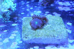 Radioactive Dragon Eye (Zoanthid)