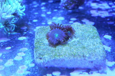 Radioactive Dragon Eye (Zoanthid) Thumbnail